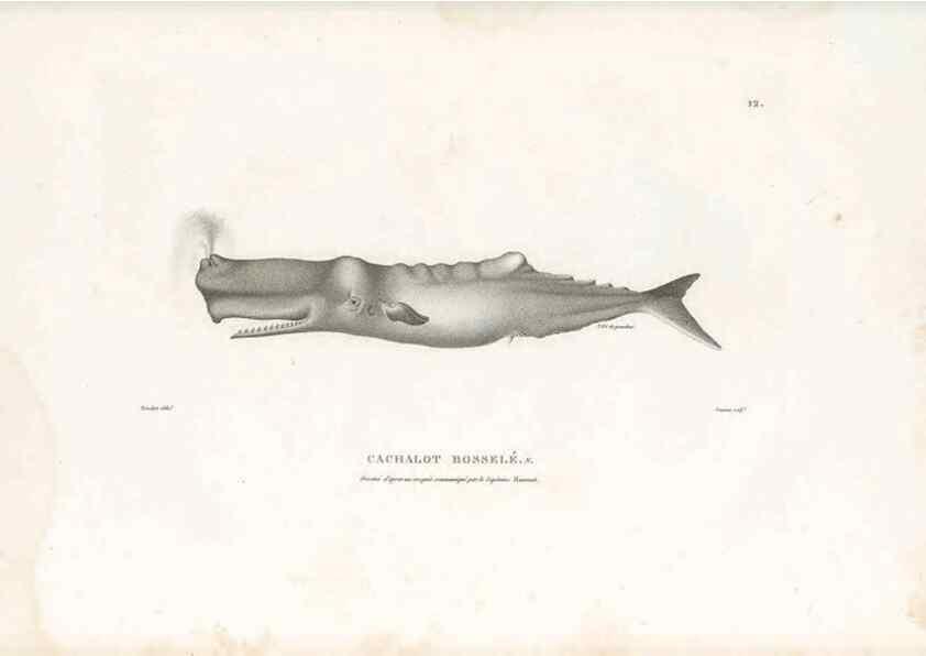 Reproducción/Reproduction 49814195756: Voyage autour du monde, entrepris par ordre du roi.. Paris,Chez Pillet aîné,1824-1844.. 