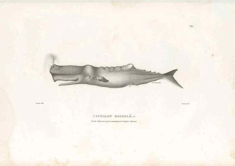 Reproducción/Reproduction 49814195756: Voyage autour du monde, entrepris par ordre du roi.. Paris,Chez Pillet aîné,1824-1844.. 