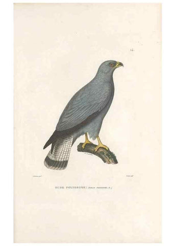 Reproducción/Reproduction 49814196341: Voyage autour du monde, entrepris par ordre du roi.. Paris,Chez Pillet aîné,1824-1844.. 