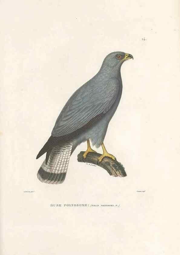 Reproducción/Reproduction 49814196341: Voyage autour du monde, entrepris par ordre du roi.. Paris,Chez Pillet aîné,1824-1844.. 