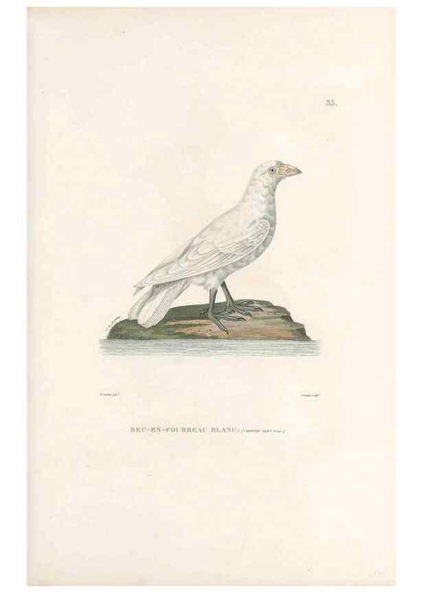 Reproducción/Reproduction 49814202171: Voyage autour du monde, entrepris par ordre du roi.. Paris,Chez Pillet aîné,1824-1844.. 