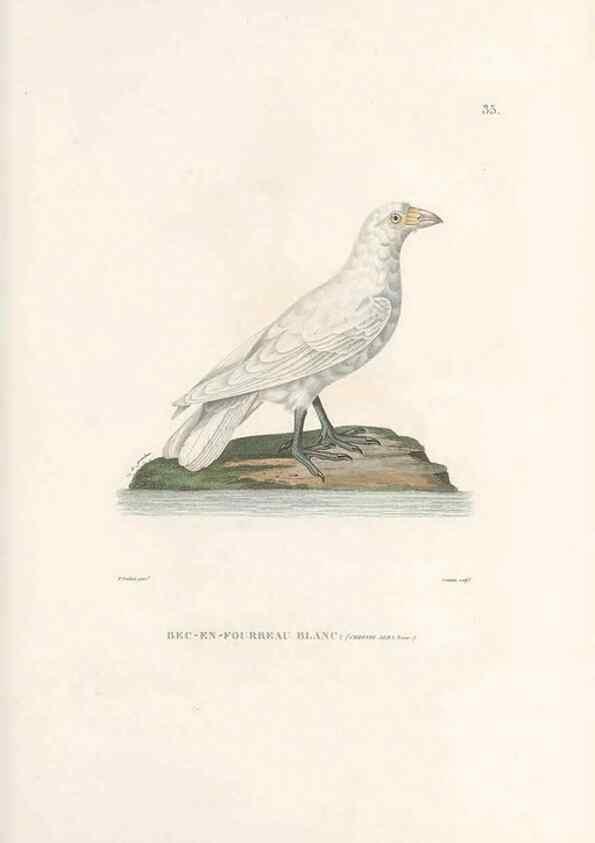Reproducción/Reproduction 49814202171: Voyage autour du monde, entrepris par ordre du roi.. Paris,Chez Pillet aîné,1824-1844.. 