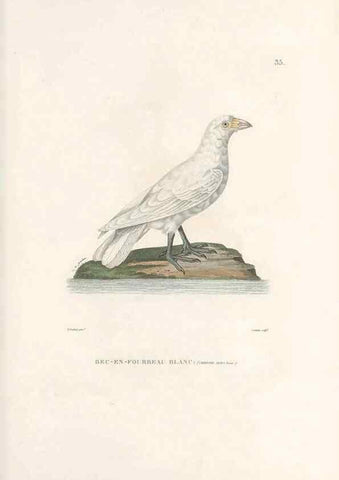 Reproducción/Reproduction 49814202171: Voyage autour du monde, entrepris par ordre du roi.. Paris,Chez Pillet aîné,1824-1844.. 