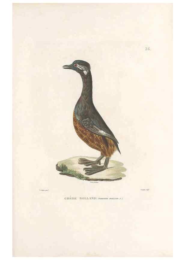 Reproducción/Reproduction 49814512327: Voyage autour du monde, entrepris par ordre du roi.. Paris,Chez Pillet aîné,1824-1844.. 