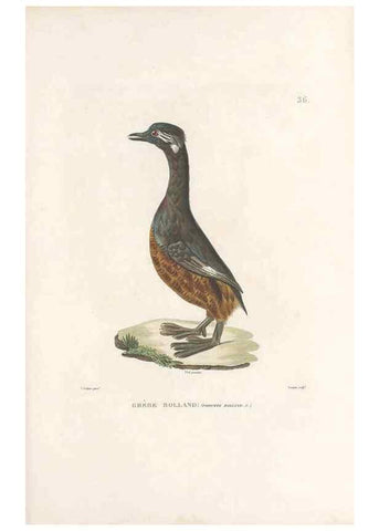 Reproducción/Reproduction 49814512327: Voyage autour du monde, entrepris par ordre du roi.. Paris,Chez Pillet aîné,1824-1844.. 