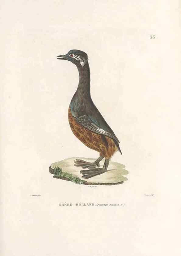 Reproducción/Reproduction 49814512327: Voyage autour du monde, entrepris par ordre du roi.. Paris,Chez Pillet aîné,1824-1844.. 