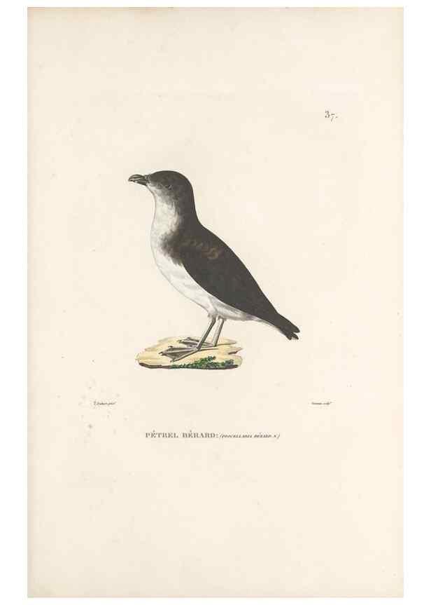Reproducción/Reproduction 49814512597: Voyage autour du monde, entrepris par ordre du roi.. Paris,Chez Pillet aîné,1824-1844.. 