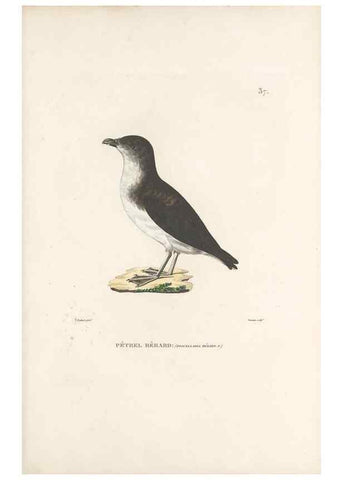Reproducción/Reproduction 49814512597: Voyage autour du monde, entrepris par ordre du roi.. Paris,Chez Pillet aîné,1824-1844.. 