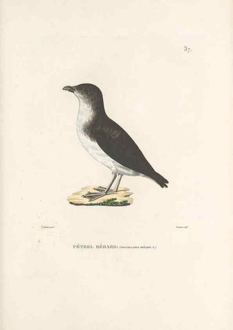 Reproducción/Reproduction 49814512597: Voyage autour du monde, entrepris par ordre du roi.. Paris,Chez Pillet aîné,1824-1844.. 