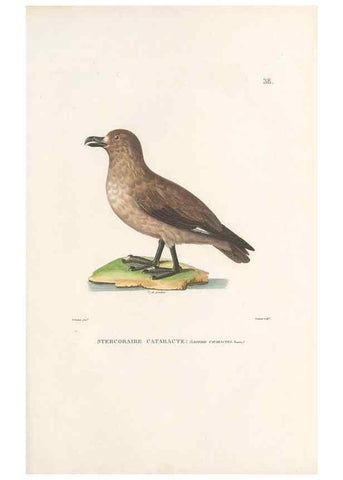 Reproducción/Reproduction 49814202921: Voyage autour du monde, entrepris par ordre du roi.. Paris,Chez Pillet aîné,1824-1844.. 