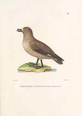 Reproducción/Reproduction 49814202921: Voyage autour du monde, entrepris par ordre du roi.. Paris,Chez Pillet aîné,1824-1844.. 