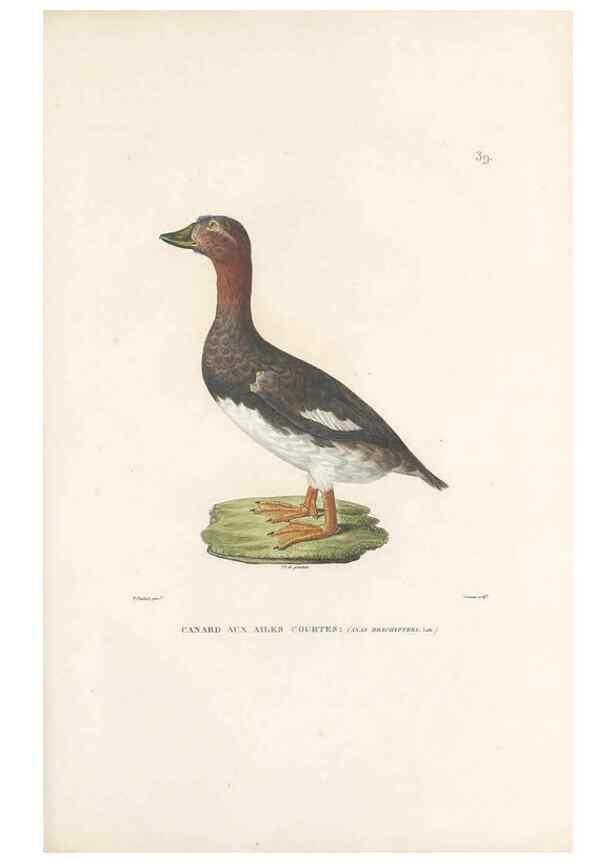 Reproducción/Reproduction 49813665448: Voyage autour du monde, entrepris par ordre du roi.. Paris,Chez Pillet aîné,1824-1844.. 