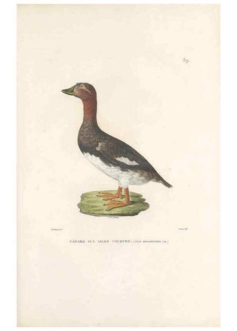 Reproducción/Reproduction 49813665448: Voyage autour du monde, entrepris par ordre du roi.. Paris,Chez Pillet aîné,1824-1844.. 