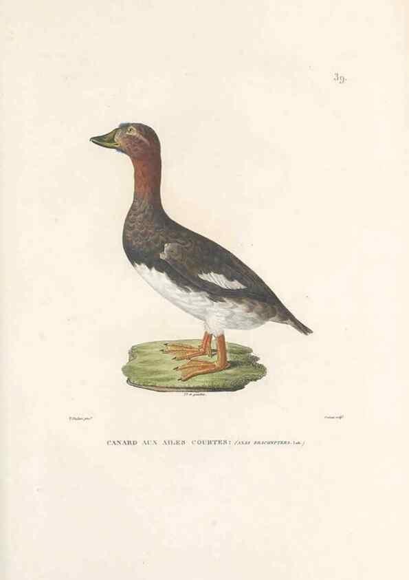 Reproducción/Reproduction 49813665448: Voyage autour du monde, entrepris par ordre du roi.. Paris,Chez Pillet aîné,1824-1844.. 