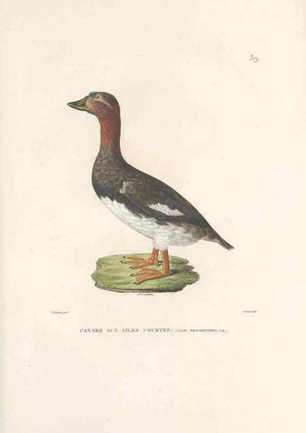 Reproducción/Reproduction 49813665448: Voyage autour du monde, entrepris par ordre du roi.. Paris,Chez Pillet aîné,1824-1844.. 