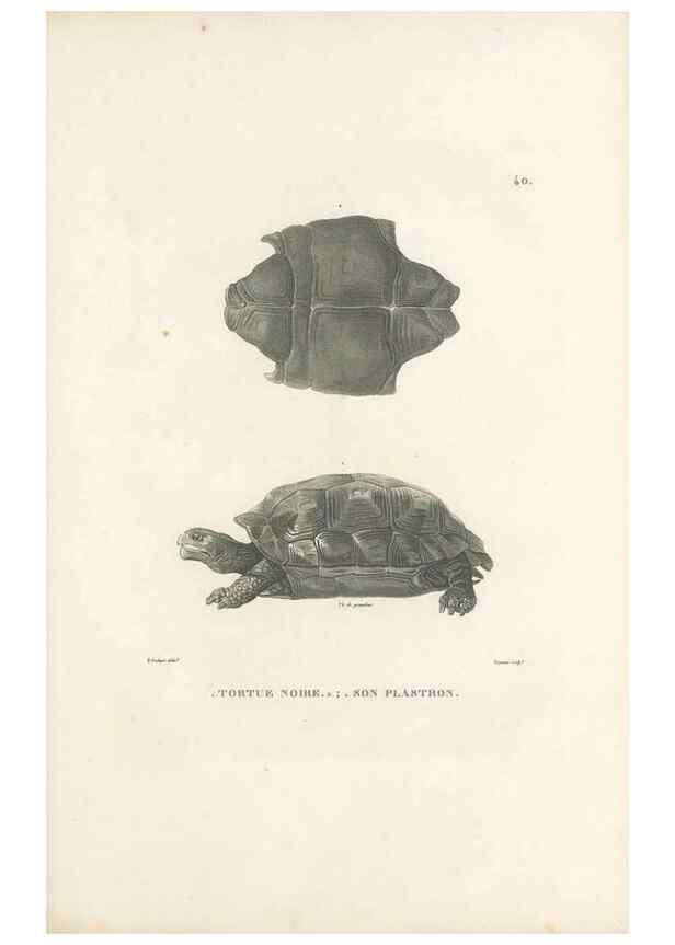Reproducción/Reproduction 49813665773: Voyage autour du monde, entrepris par ordre du roi.. Paris,Chez Pillet aîné,1824-1844.. 