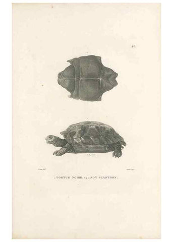 Reproducción/Reproduction 49813665773: Voyage autour du monde, entrepris par ordre du roi.. Paris,Chez Pillet aîné,1824-1844.. 