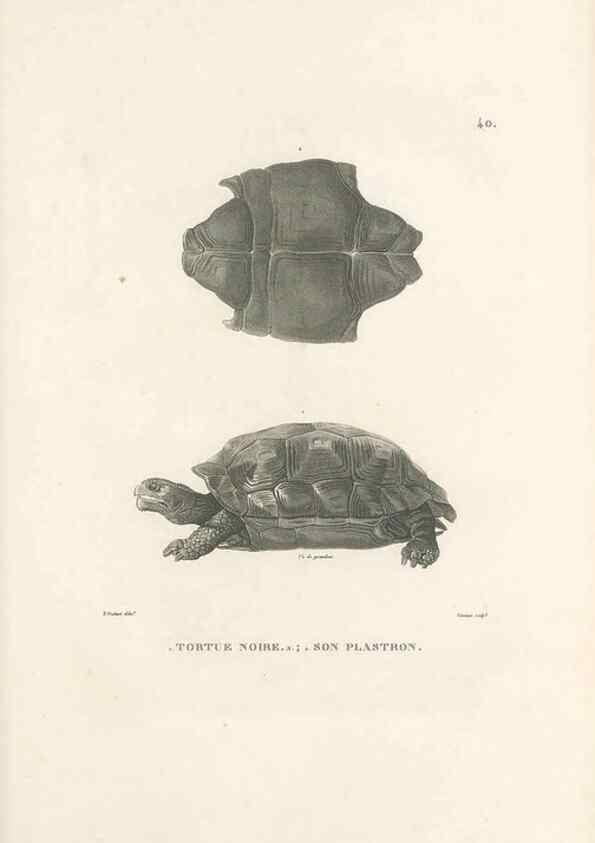 Reproducción/Reproduction 49813665773: Voyage autour du monde, entrepris par ordre du roi.. Paris,Chez Pillet aîné,1824-1844.. 