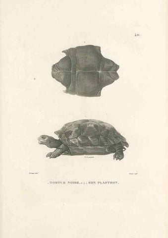 Reproducción/Reproduction 49813665773: Voyage autour du monde, entrepris par ordre du roi.. Paris,Chez Pillet aîné,1824-1844.. 