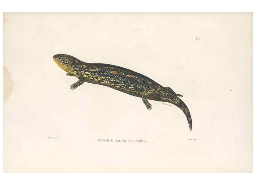 Reproducción/Reproduction 49813666133: Voyage autour du monde, entrepris par ordre du roi.. Paris,Chez Pillet aîné,1824-1844.. 