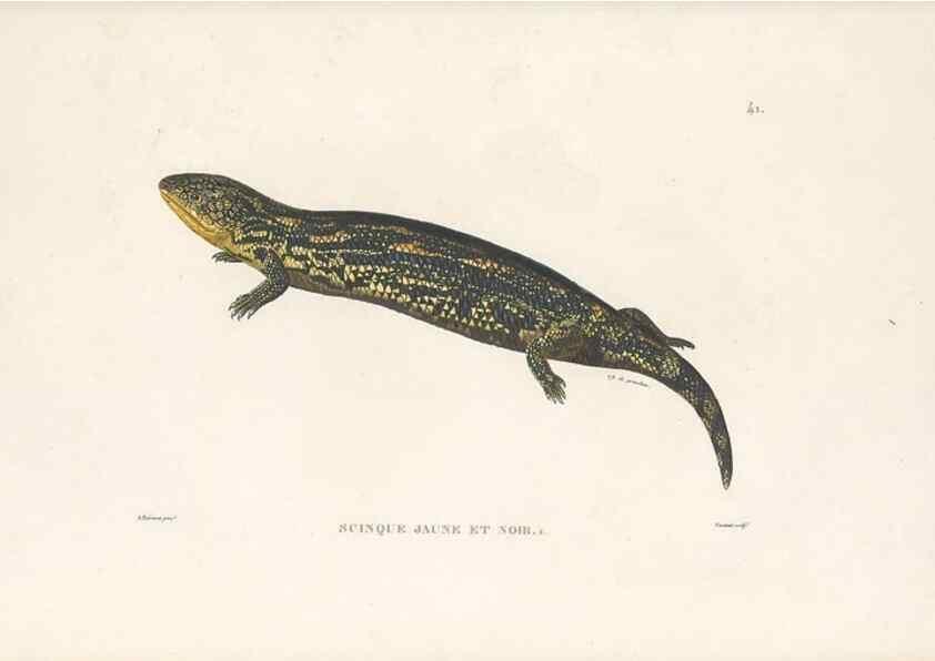 Reproducción/Reproduction 49813666133: Voyage autour du monde, entrepris par ordre du roi.. Paris,Chez Pillet aîné,1824-1844.. 