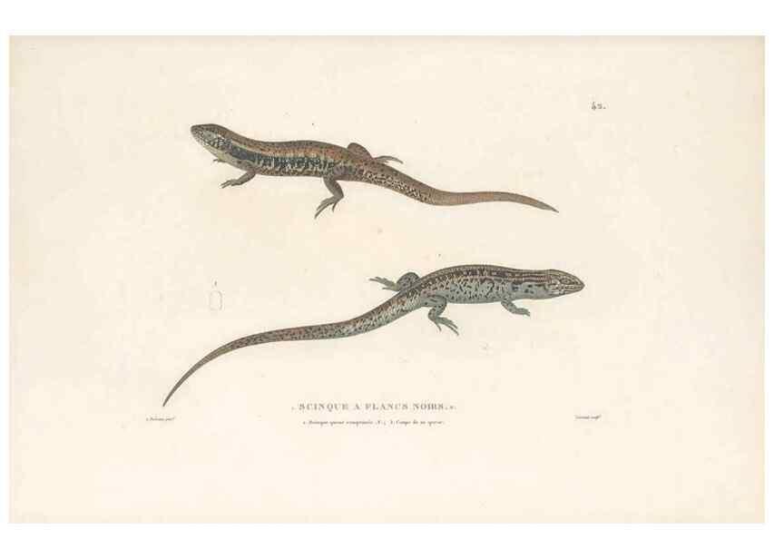 Reproducción/Reproduction 49814203981: Voyage autour du monde, entrepris par ordre du roi.. Paris,Chez Pillet aîné,1824-1844.. 