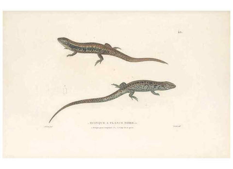 Reproducción/Reproduction 49814203981: Voyage autour du monde, entrepris par ordre du roi.. Paris,Chez Pillet aîné,1824-1844.. 