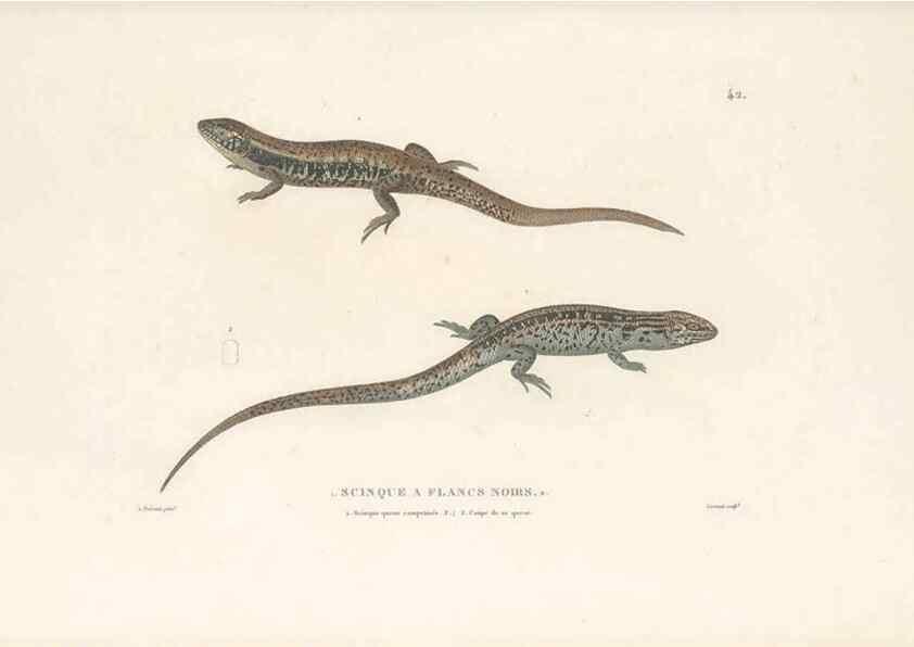 Reproducción/Reproduction 49814203981: Voyage autour du monde, entrepris par ordre du roi.. Paris,Chez Pillet aîné,1824-1844.. 