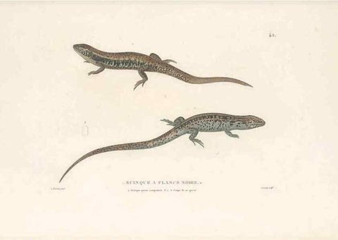 Reproducción/Reproduction 49814203981: Voyage autour du monde, entrepris par ordre du roi.. Paris,Chez Pillet aîné,1824-1844.. 