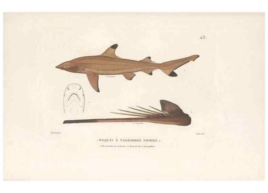 Reproducción/Reproduction 49814204241: Voyage autour du monde, entrepris par ordre du roi.. Paris,Chez Pillet aîné,1824-1844.. 