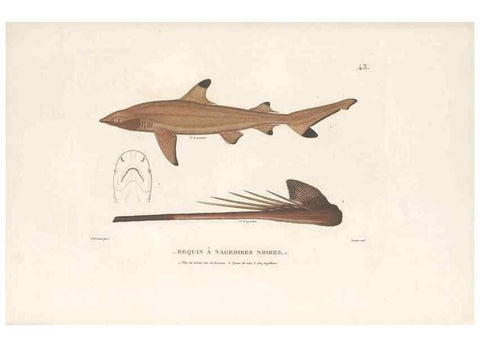 Reproducción/Reproduction 49814204241: Voyage autour du monde, entrepris par ordre du roi.. Paris,Chez Pillet aîné,1824-1844.. 