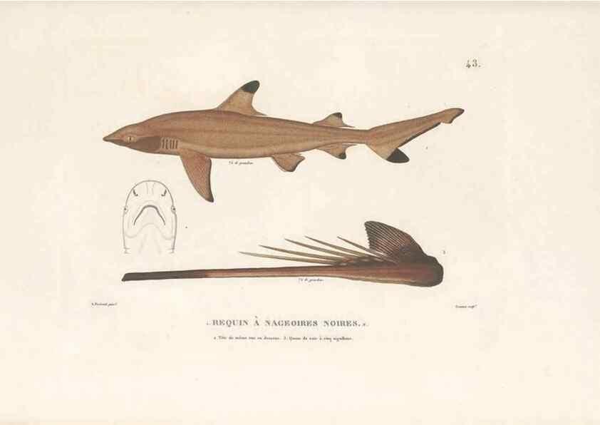 Reproducción/Reproduction 49814204241: Voyage autour du monde, entrepris par ordre du roi.. Paris,Chez Pillet aîné,1824-1844.. 