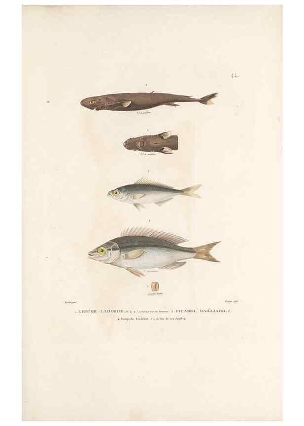 Reproducción/Reproduction 49813666928: Voyage autour du monde, entrepris par ordre du roi.. Paris,Chez Pillet aîné,1824-1844.. 