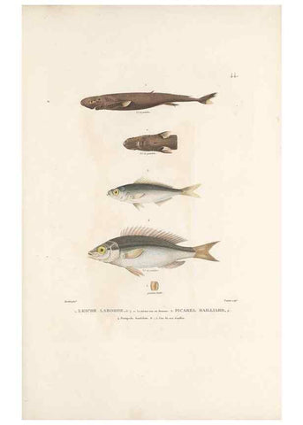 Reproducción/Reproduction 49813666928: Voyage autour du monde, entrepris par ordre du roi.. Paris,Chez Pillet aîné,1824-1844.. 