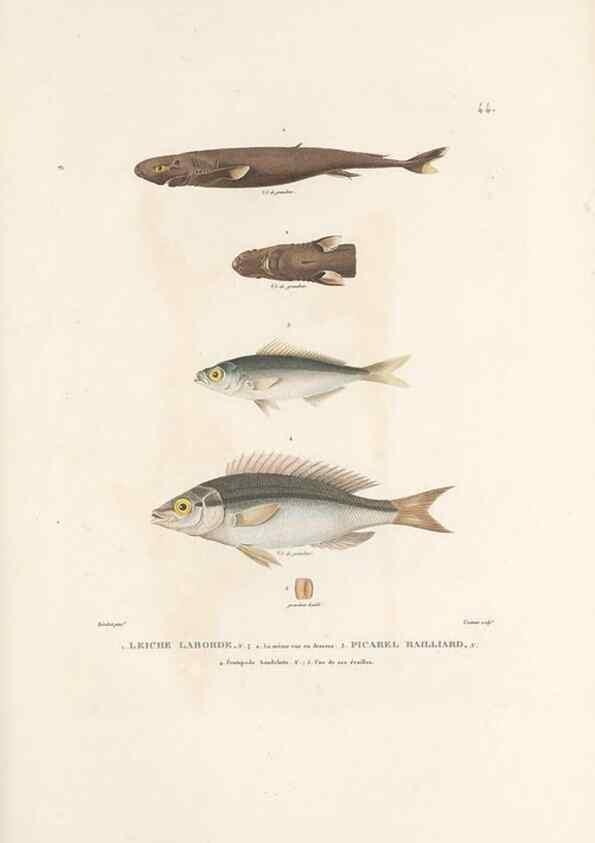 Reproducción/Reproduction 49813666928: Voyage autour du monde, entrepris par ordre du roi.. Paris,Chez Pillet aîné,1824-1844.. 