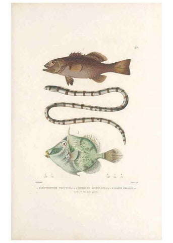 Reproducción/Reproduction 49813667208: Voyage autour du monde, entrepris par ordre du roi.. Paris,Chez Pillet aîné,1824-1844.. 