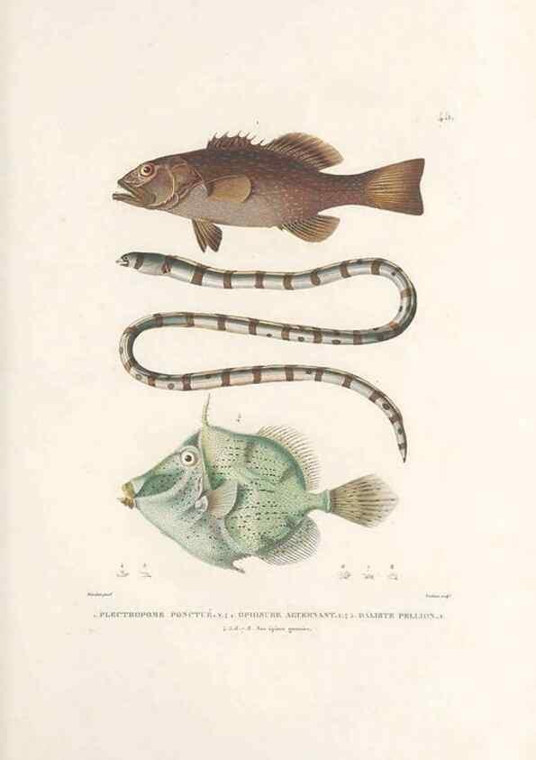 Reproducción/Reproduction 49813667208: Voyage autour du monde, entrepris par ordre du roi.. Paris,Chez Pillet aîné,1824-1844.. 