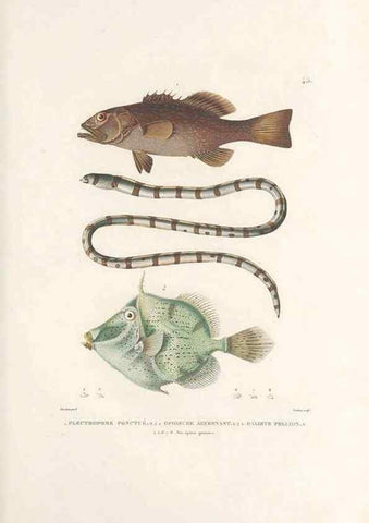 Reproducción/Reproduction 49813667208: Voyage autour du monde, entrepris par ordre du roi.. Paris,Chez Pillet aîné,1824-1844.. 