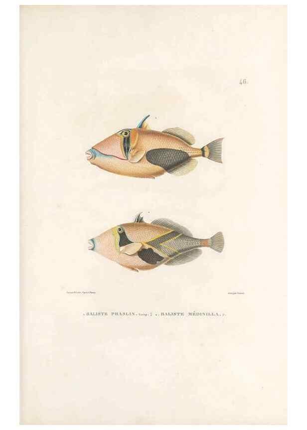 Reproducción/Reproduction 49814205161: Voyage autour du monde, entrepris par ordre du roi.. Paris,Chez Pillet aîné,1824-1844.. 