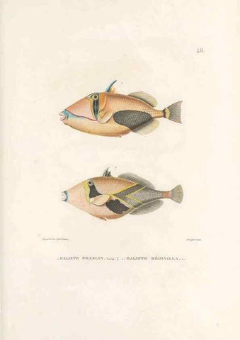 Reproducción/Reproduction 49814205161: Voyage autour du monde, entrepris par ordre du roi.. Paris,Chez Pillet aîné,1824-1844.. 