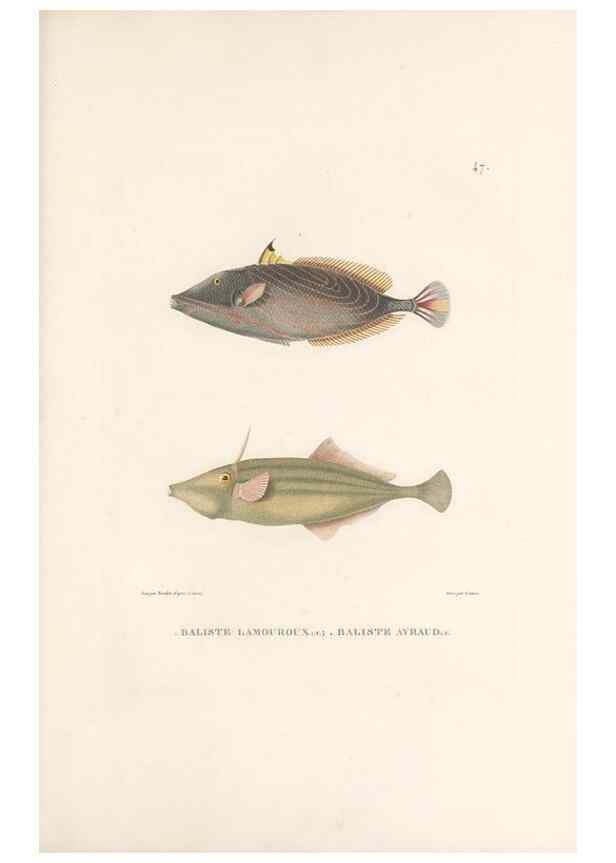Reproducción/Reproduction 49813667818: Voyage autour du monde, entrepris par ordre du roi.. Paris,Chez Pillet aîné,1824-1844.. 