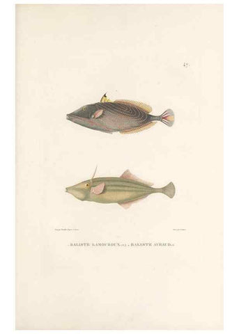 Reproducción/Reproduction 49813667818: Voyage autour du monde, entrepris par ordre du roi.. Paris,Chez Pillet aîné,1824-1844.. 
