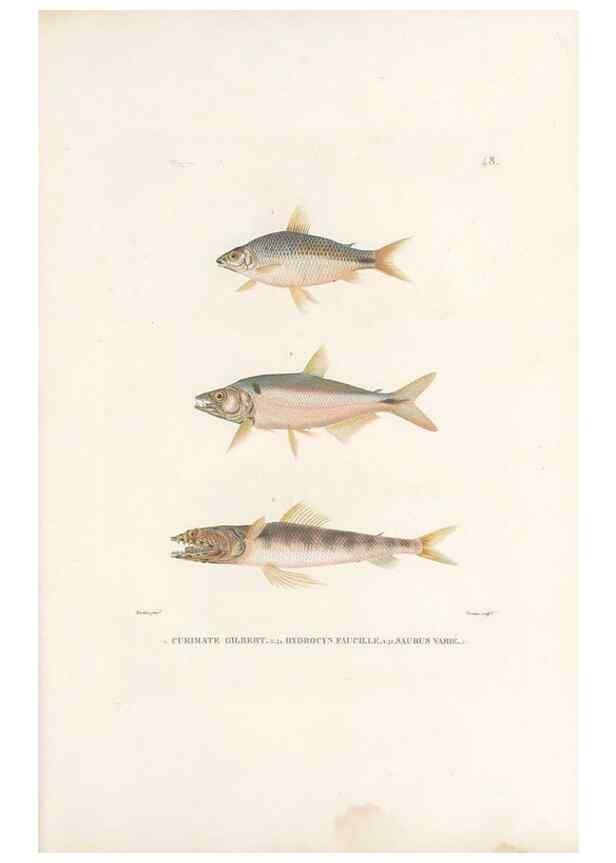 Reproducción/Reproduction 49814205801: Voyage autour du monde, entrepris par ordre du roi.. Paris,Chez Pillet aîné,1824-1844.. 
