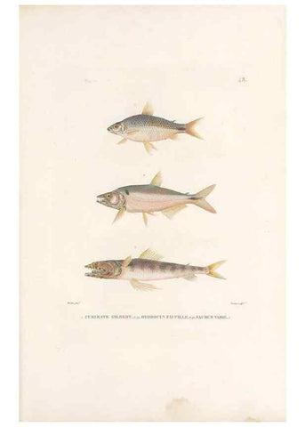 Reproducción/Reproduction 49814205801: Voyage autour du monde, entrepris par ordre du roi.. Paris,Chez Pillet aîné,1824-1844.. 