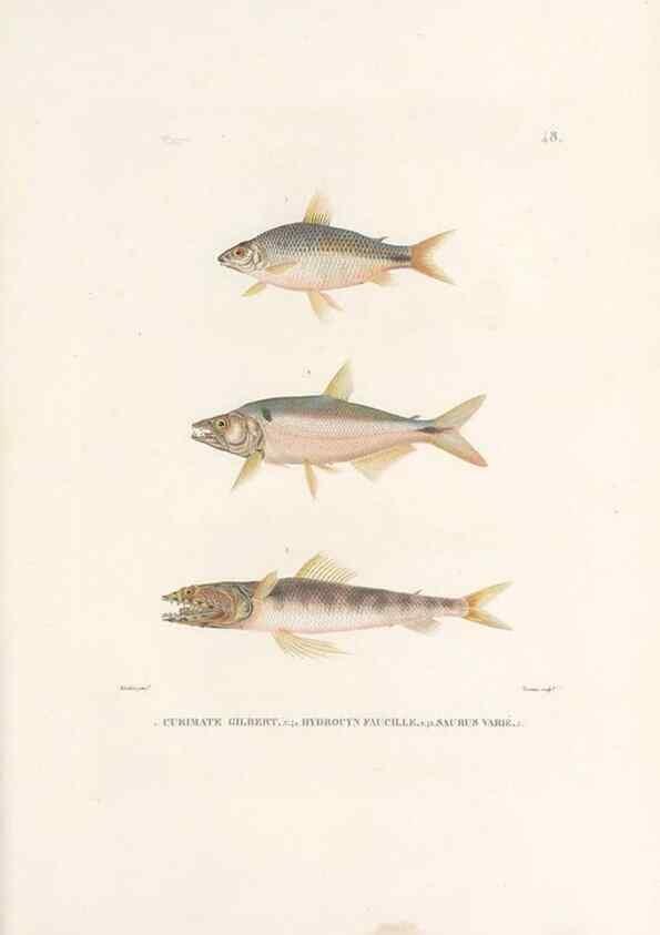 Reproducción/Reproduction 49814205801: Voyage autour du monde, entrepris par ordre du roi.. Paris,Chez Pillet aîné,1824-1844.. 