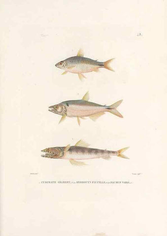 Reproducción/Reproduction 49814205801: Voyage autour du monde, entrepris par ordre du roi.. Paris,Chez Pillet aîné,1824-1844.. 