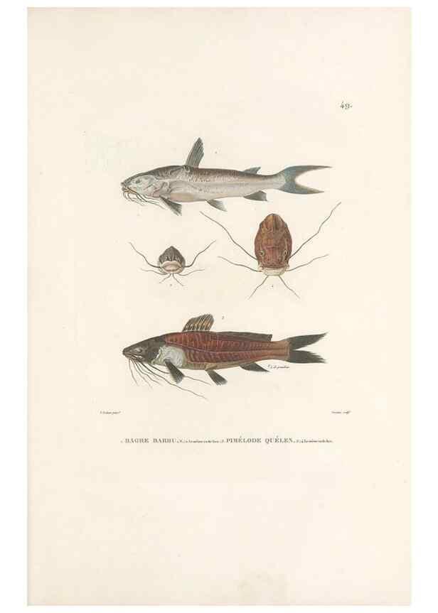 Reproducción/Reproduction 49813668403: Voyage autour du monde, entrepris par ordre du roi.. Paris,Chez Pillet aîné,1824-1844.. 