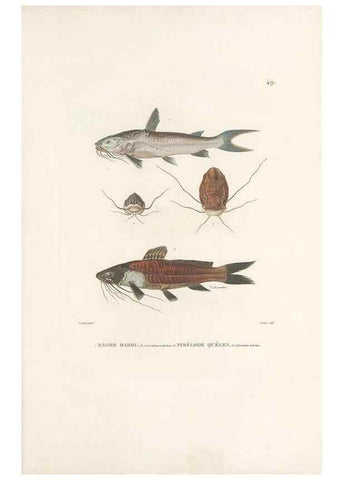 Reproducción/Reproduction 49813668403: Voyage autour du monde, entrepris par ordre du roi.. Paris,Chez Pillet aîné,1824-1844.. 