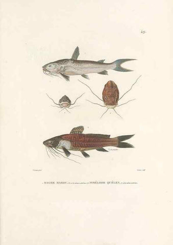 Reproducción/Reproduction 49813668403: Voyage autour du monde, entrepris par ordre du roi.. Paris,Chez Pillet aîné,1824-1844.. 