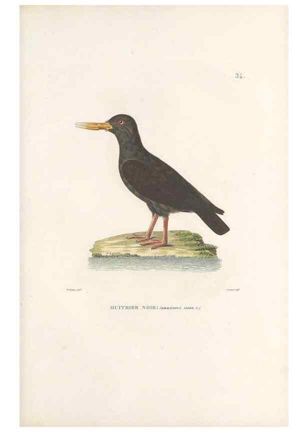Reproducción/Reproduction 49814201911: Voyage autour du monde, entrepris par ordre du roi.. Paris,Chez Pillet aîné,1824-1844.. 